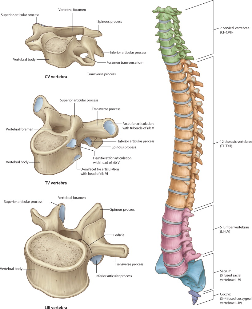 spinal cord anatomy (5).jpg